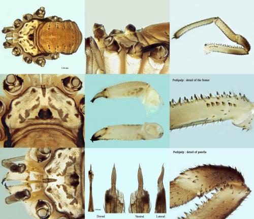 Réf. 212 468 : Leiobunum limbatum